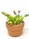 Air Dry Clay Venus Flytrap